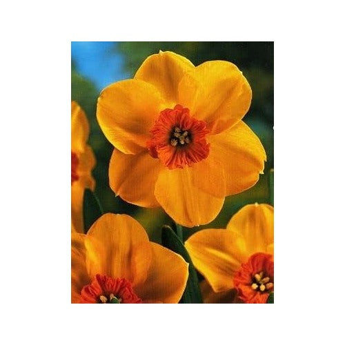 Orange & Red Daffodil Seeds [neera-v5-f95dd04258ce104cd4f0]