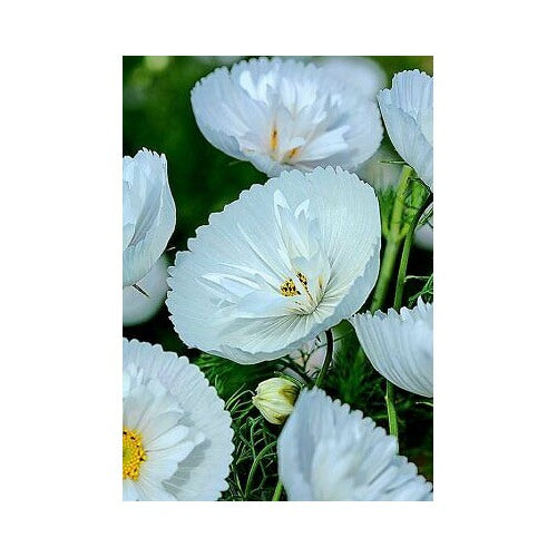 Cupcakes White Cosmos Flower Seeds (Cosmos bipinnatus) [neera-v5-f95f4b29d25ab33966ad]