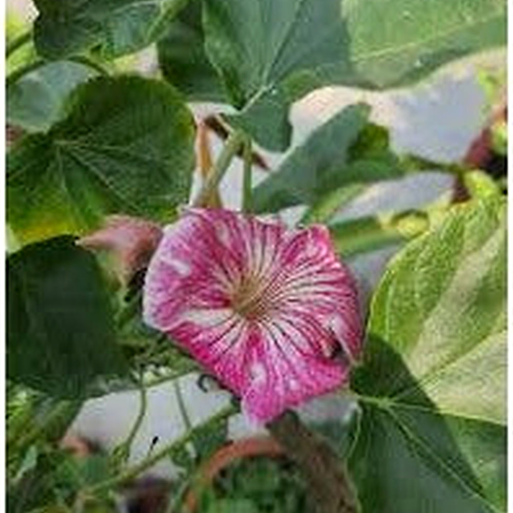Organic Stellulifera Flower Seeds for Planting [neera-v5-f95f89f4c9777b31187b]