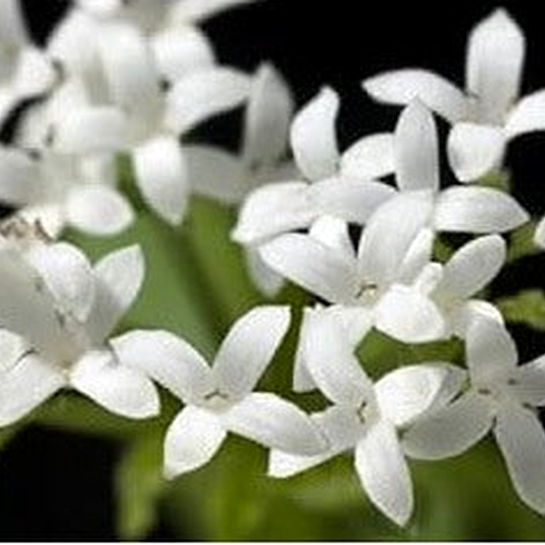 Woodruff Flower For Planting Flower Seeds for Home Garden Planting, Exotic Organic Blooming [neera-v5-f974c93f5985a8cdbb7f]