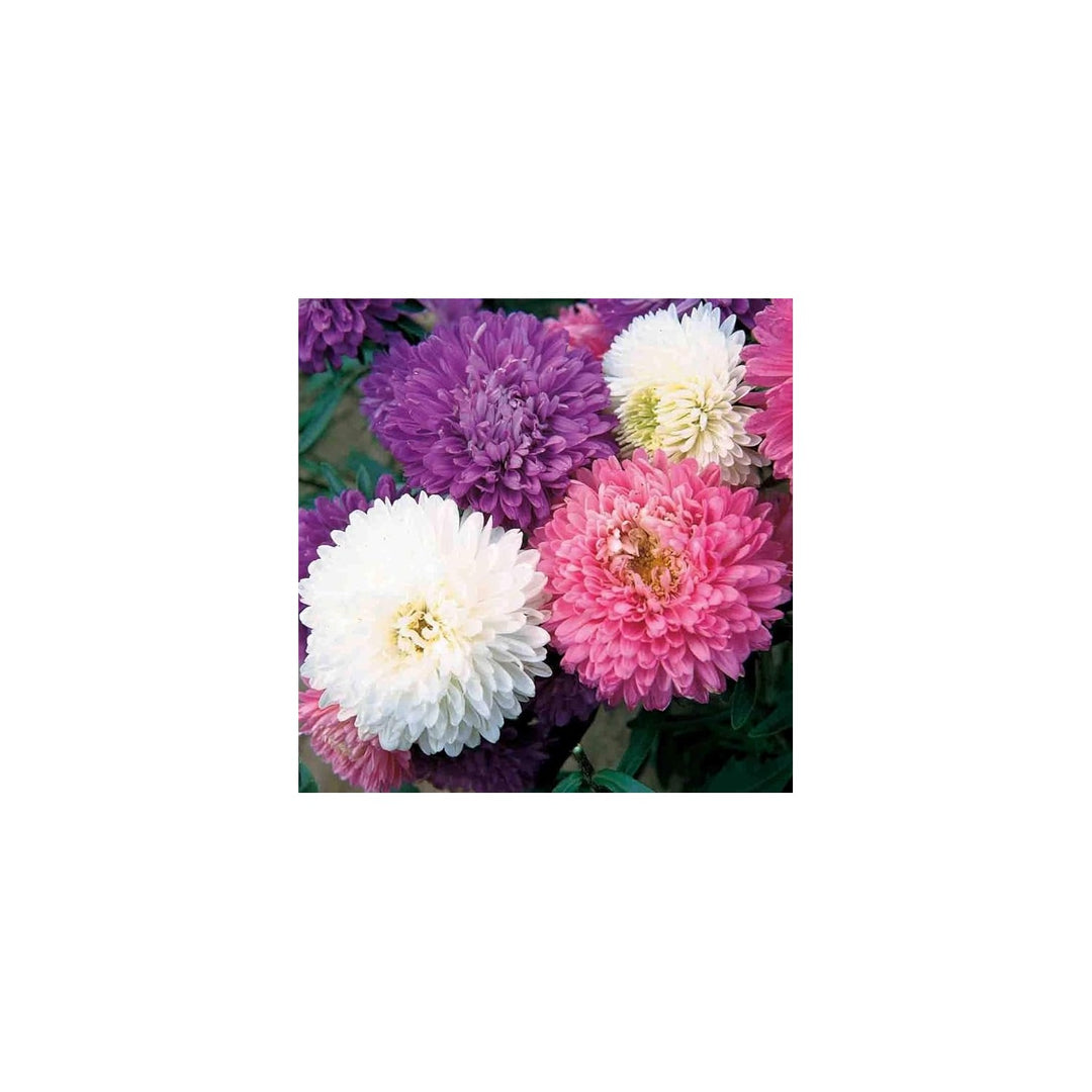 Mixed Asters Heirloom Non Gmo For Fall Planting Flower Seeds for Home Garden Planting, Vibrant [neera-v5-f97541839cc9e239f837]