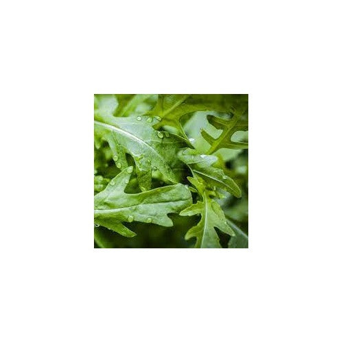 Arugula Rocket Seeds for Planting [neera-v5-f98bee3c19e94549c94a]