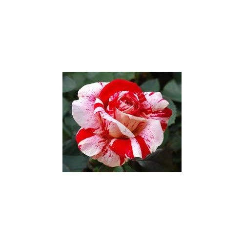 Red Light Pink Rose Flower Seeds for Planting [neera-v5-f99eb93bb6de57280c65]