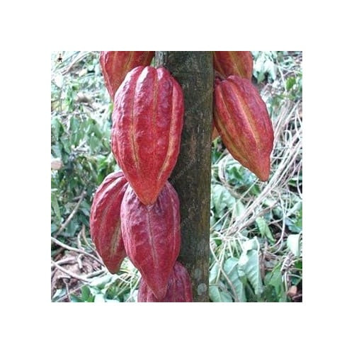 Burgundy Papaya Fruit Seeds for Planting [neera-v5-f9a239100de6139ba211]