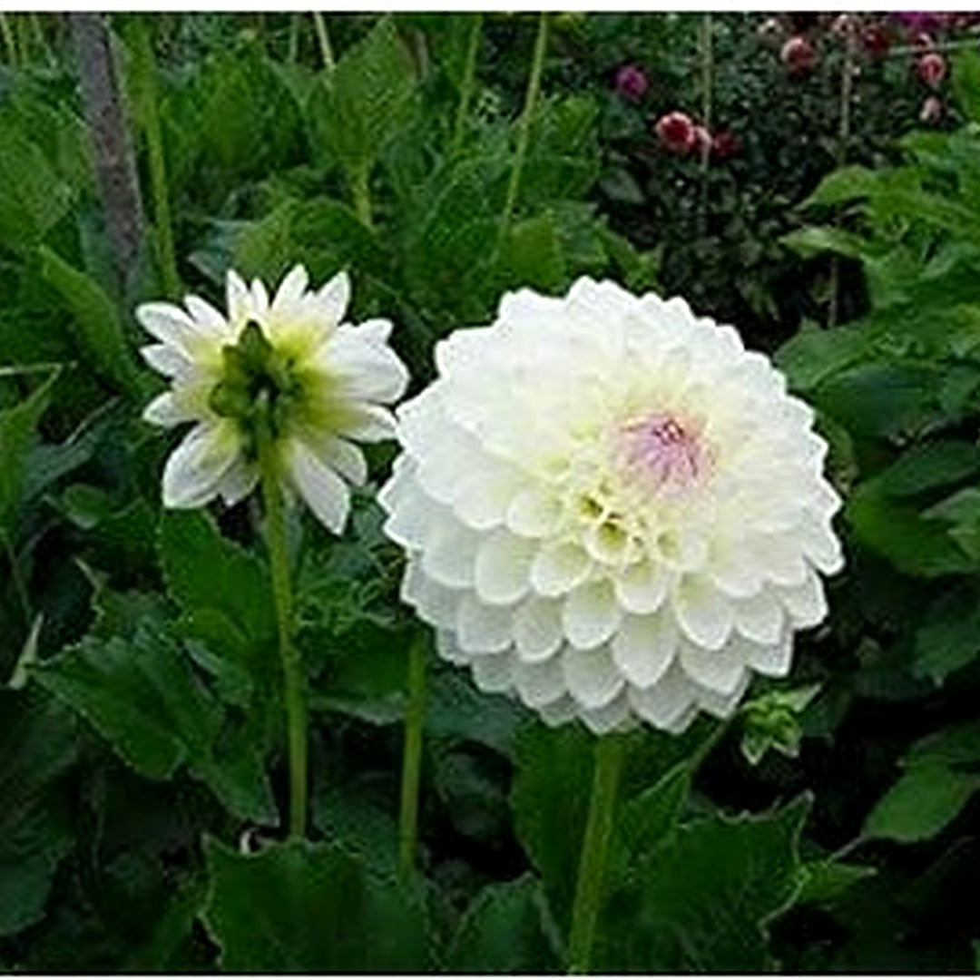 White Dahlia Flower Seeds for Planting [neera-v5-f9a3153cb4f83d020673]