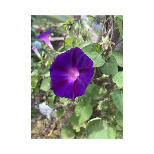 Purple Morning Glory Planting Heirloom Non Gmo Flower Seeds Home Garden Planting, Colorful [neera-v5-f9a3d94d9ba8ee3e7a93]