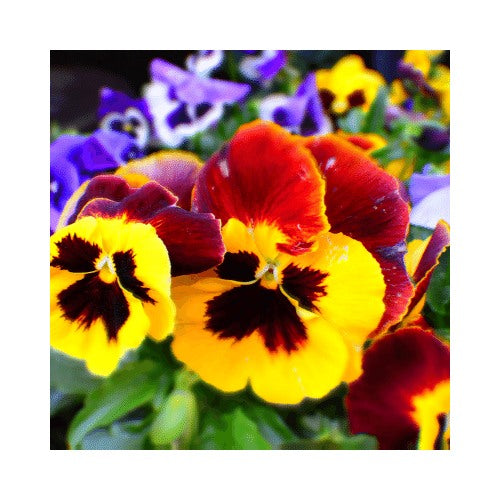 Heirloom Non-GMO Yellow Red Pansy Flower Seeds for Planting [neera-v5-f9ab0dd18ddce1e1b643]