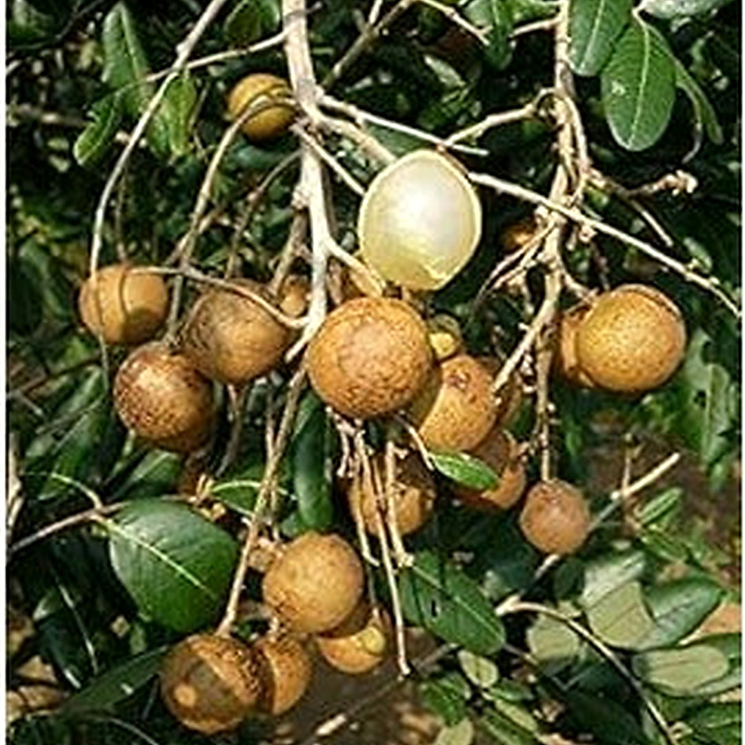Longan Fruit Seeds for Planting [neera-v5-f9ab75344ea8b0682d3c]