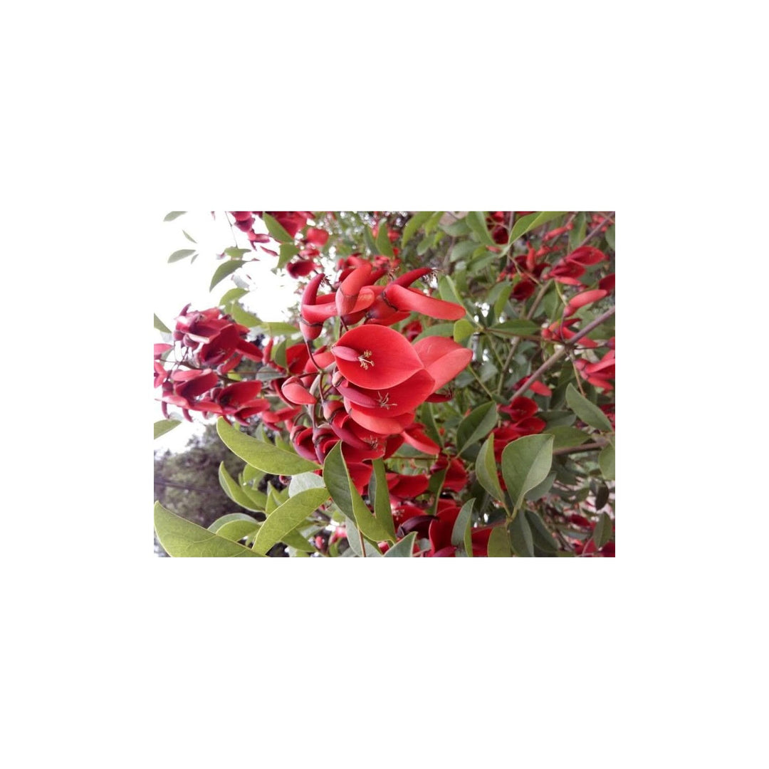 Heirloom Non Gmo Erythrina Crista Galli Flower For Planting Exotic Coral Tree Blooms For Tropical [neera-v5-f9b1b385f07d532bf3a3]