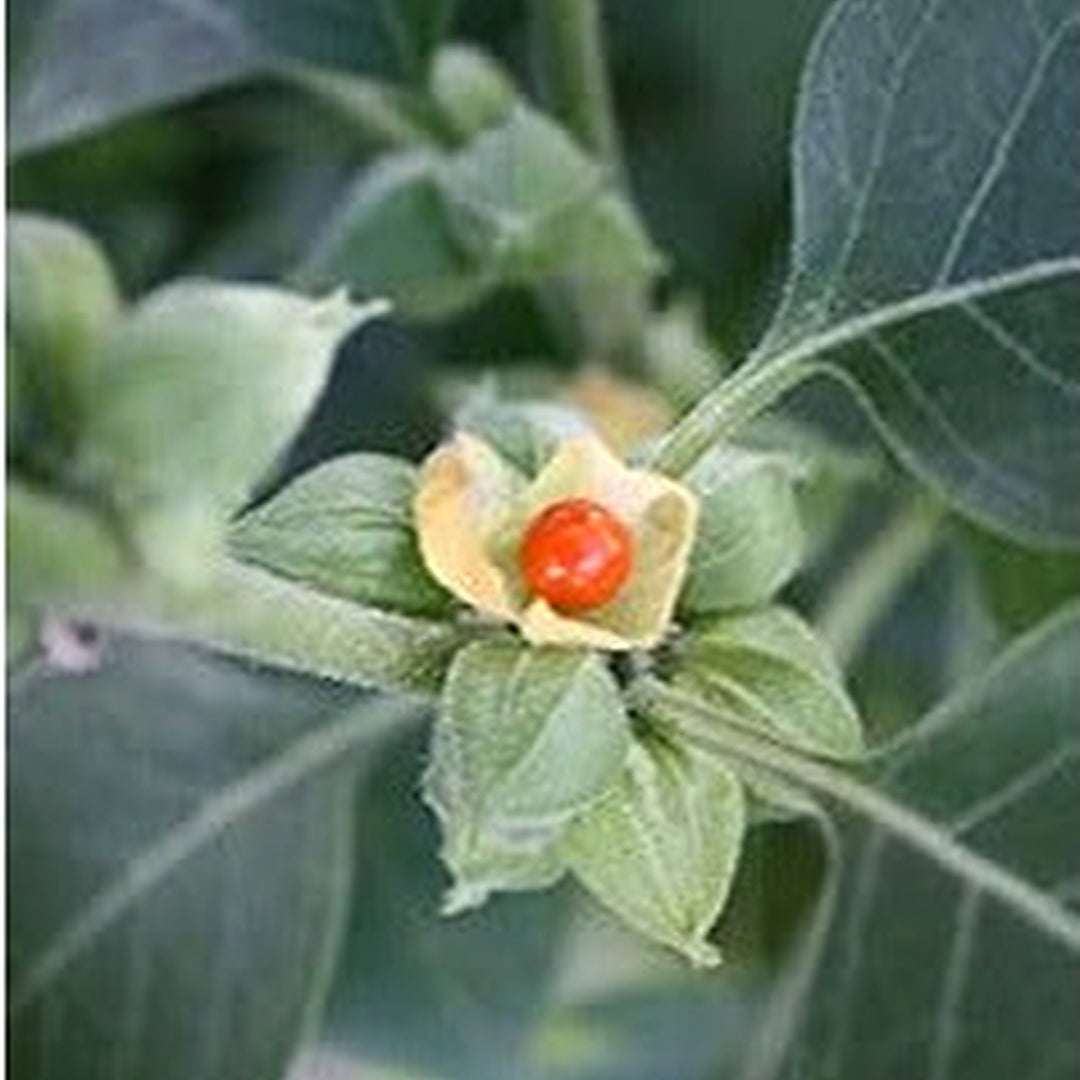 Orange Somnifera Plant For Planting Flower Seeds for Home Garden Planting, Colorful Organic [neera-v5-f9b3f5119a43ecbe3906]