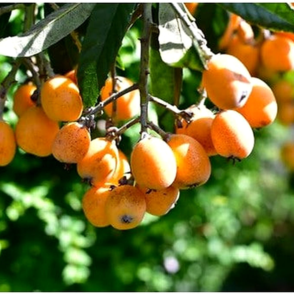 Loquat Shrub Seeds [neera-v5-f9b9f3772634a54a4831]