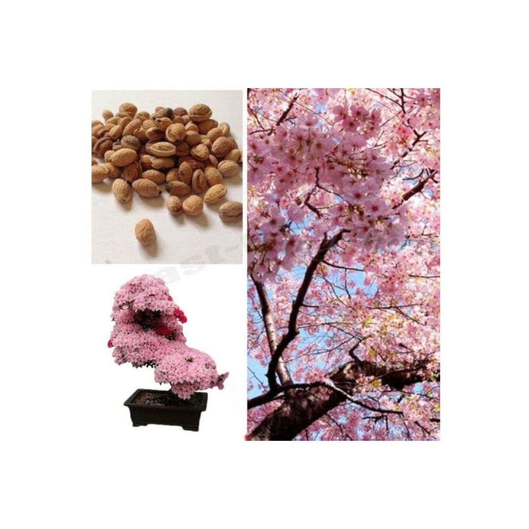 Japanese Cherry Blossom Prunus Serrulata Flower For Home Garden Bonsai Planting Flower Seeds [neera-v5-f9c289fb5ce9012c134f]