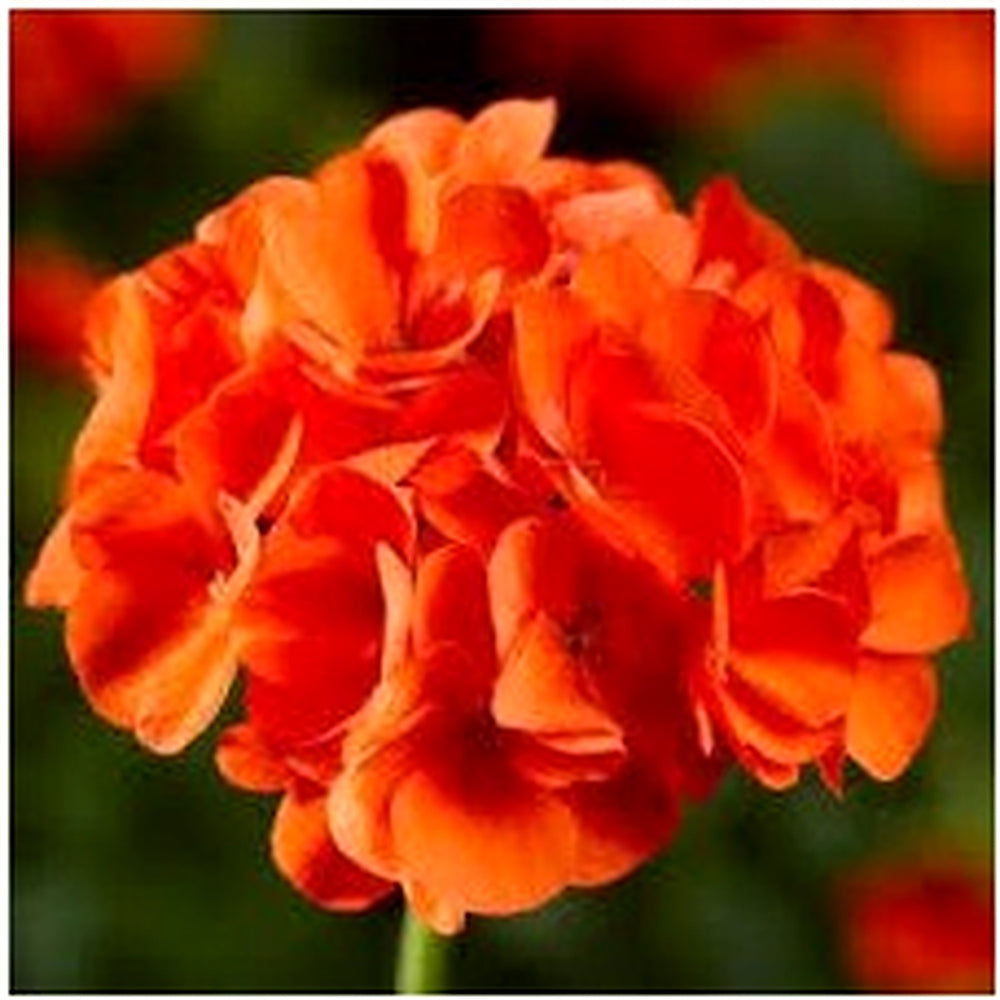 Orange Climbing Geranium Flower Seeds for Planting [neera-v5-f9c36a33da29023a17bc]
