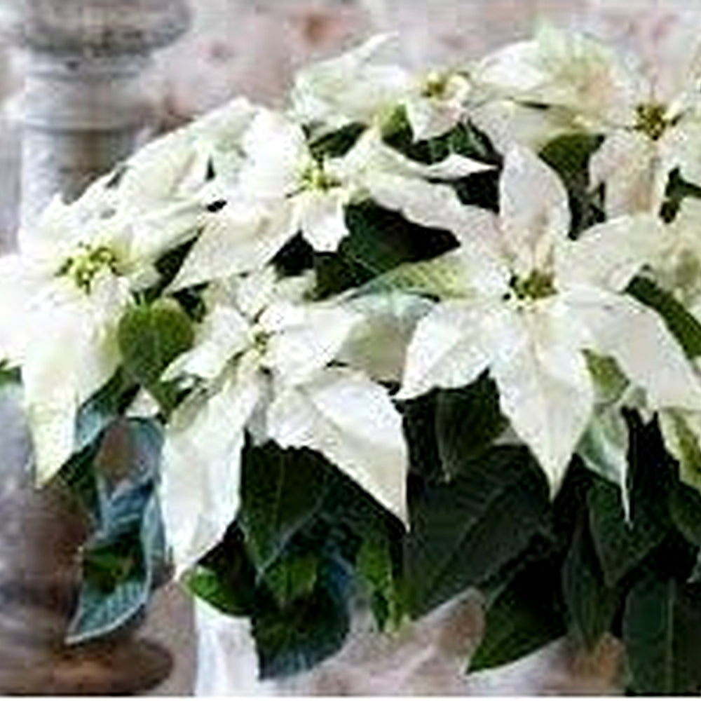Heirloom Euphorbia Pulcherrima Flower Seeds for Garden Planting, Non-GMO, Festive Poinsettia Blooms [neera-v5-f9c65c5cf132e2b66c3c]