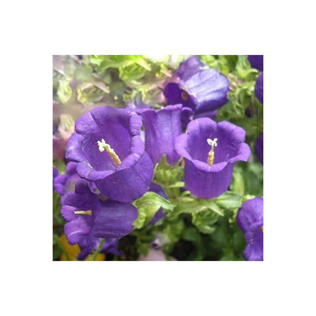 Campanula Persicifolia Flower Hardy Perennial Flower Seeds for Home Garden Planting, Blooming [neera-v5-f9d8d6650b6e0c21ea8b]