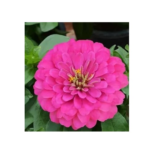 Pink Zinnia Flower Seeds for Planting [neera-v5-f9df944df01eaa5157d5]