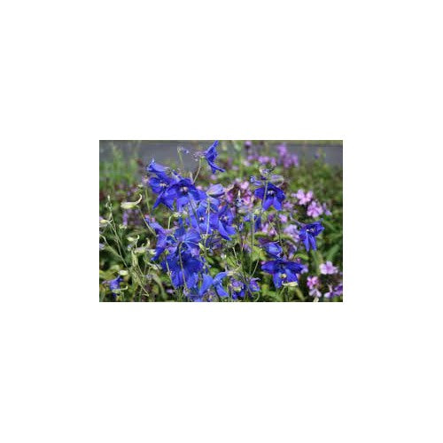 Delphinium belladonna Flower Seeds for Planting [neera-v5-f9ed9c8846ae8ec9e1f4]