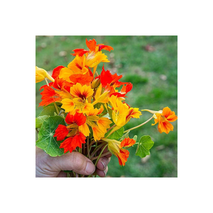 Rainbow Scented Climbing Nasturtium Colorful Flower Flower Seeds for Home Garden Planting, Blooming [neera-v5-f9ee9bdbc2cf5190a20f]