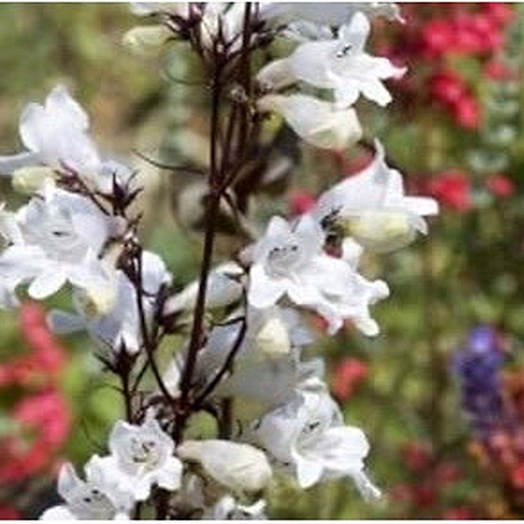 White Heirloom Non Gmo Snowbells Flower For Charming Garden Edges And Seasonal Planting Flower [neera-v5-f9f260fbc00cb3448a9f]
