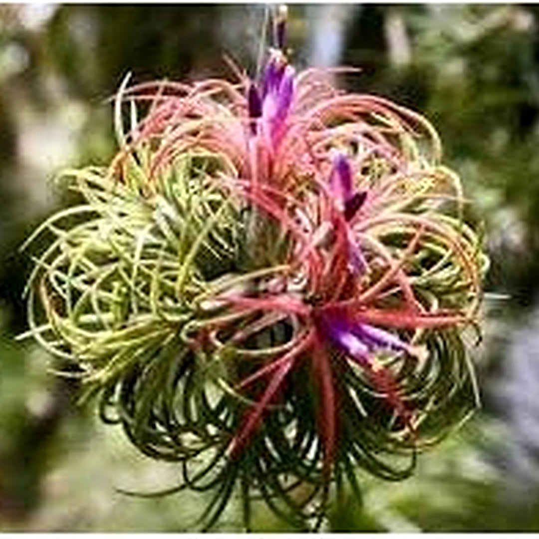 Tillandsia Flower For Planting Flower Seeds for Home Garden Planting, Landscape Organic Blooming [neera-v5-fa01c1fd2e191e918e94]