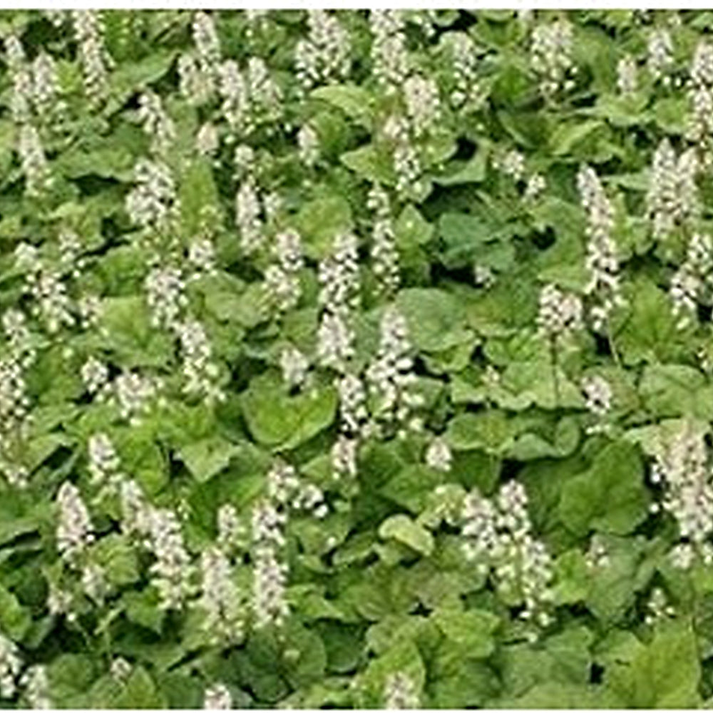 White Tiarella Wherryi Flower Seeds for Planting [neera-v5-fa0bf39c67c7a18b3398]