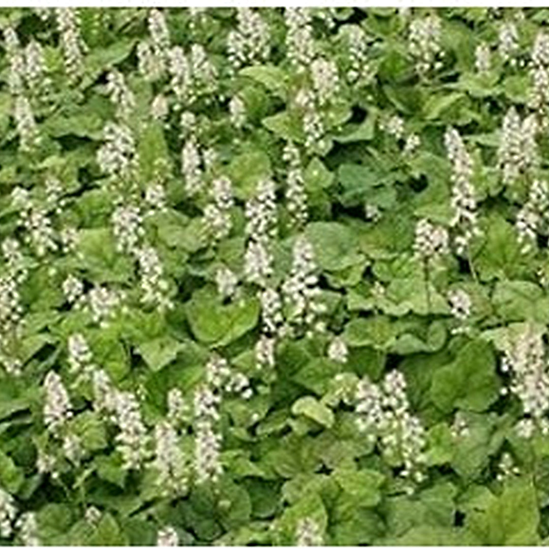 White Tiarella Wherryi Flower Seeds for Planting [neera-v5-fa0bf39c67c7a18b3398]