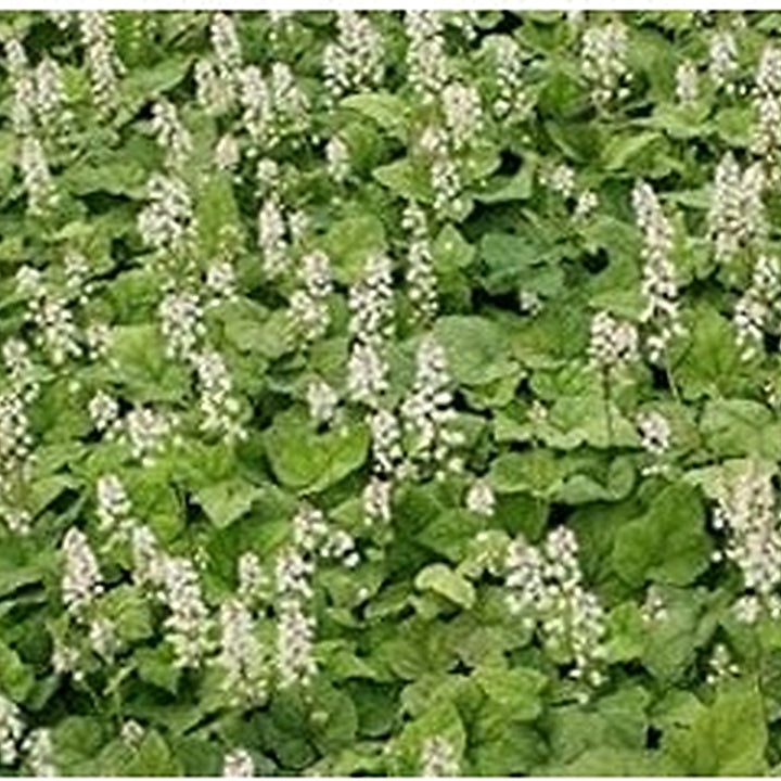 White Tiarella Wherryi Flower Seeds for Planting [neera-v5-fa0bf39c67c7a18b3398]
