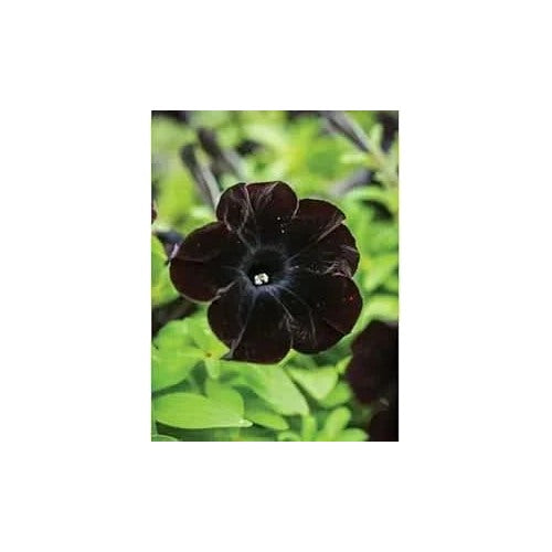 Black Petunia Flower For Bonsai Flower Seeds for Home Garden Planting, Decorative Organic Blooming [neera-v5-fa0bf73bd6c9102ce3df]