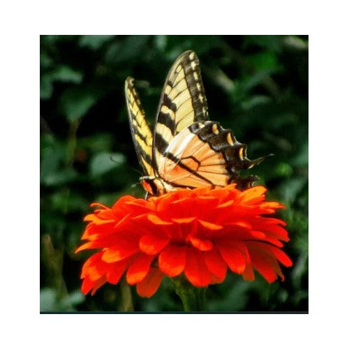 Orange Zinnia King Double Songbirds Butterflies Hummingbirds Non Gmo Heirloom Easy To Grow Annual [neera-v5-fa0c9bd166f1074b56d5]