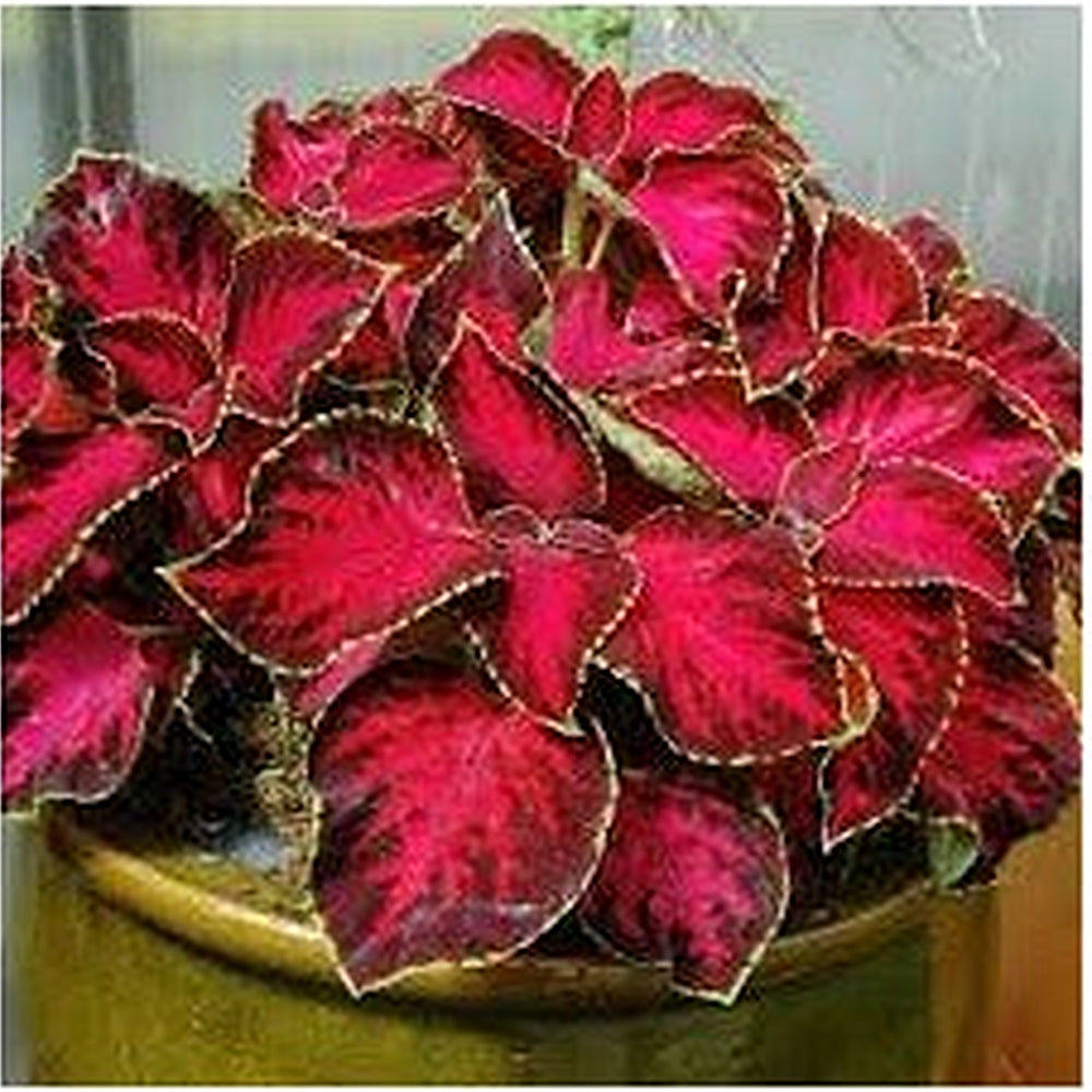 Chocolate Covered Cherry red coleus Plant Seeds for Planting [neera-v5-fa166b1d166591e06dd6]