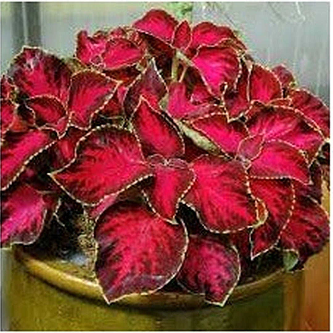 Chocolate Covered Cherry red coleus Plant Seeds for Planting [neera-v5-fa166b1d166591e06dd6]