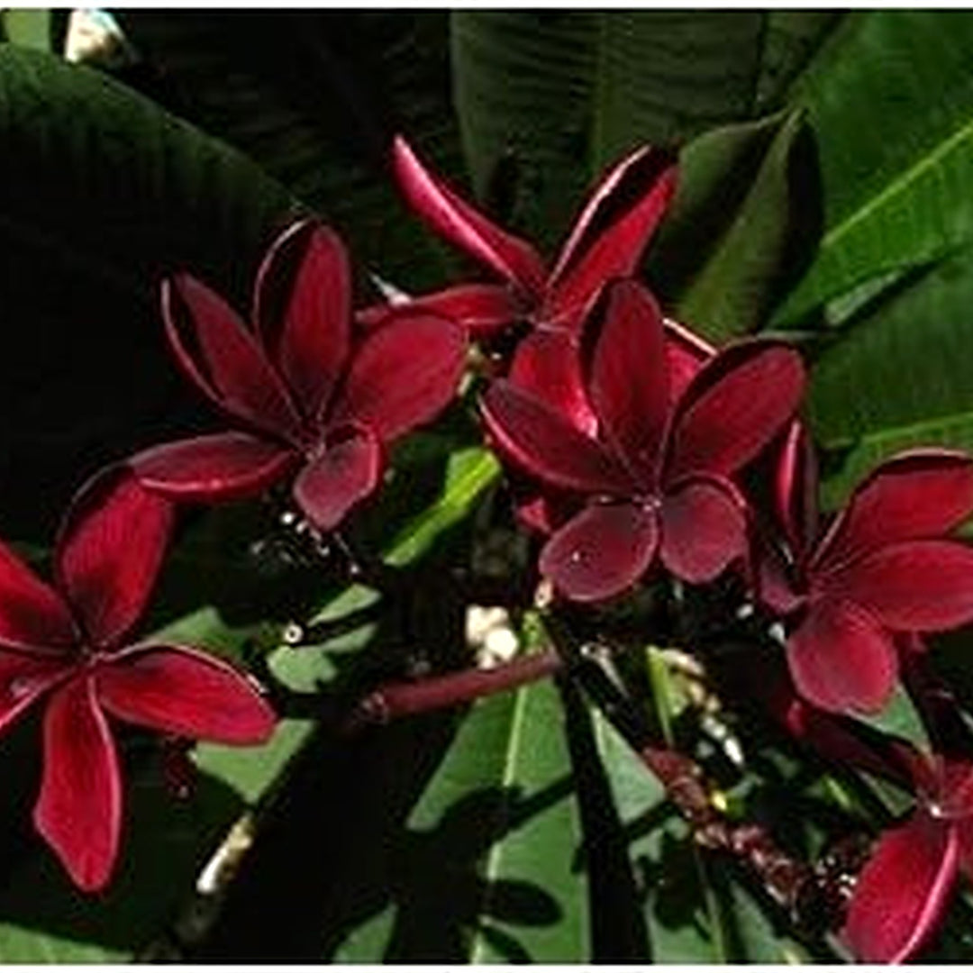 Heirloom Non-GMO Maroon Frangipani Flower Seeds for Planting [neera-v5-fa1c350e7f569074e610]