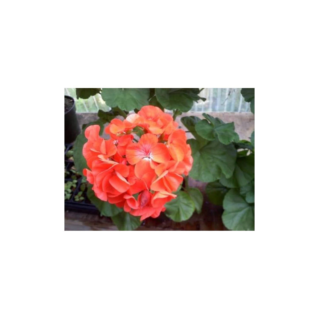Orange Maverick Geranium Pelargonium X Hortorum Flower For Planting In Backyard Gardens Flower [neera-v5-fa2b29f68135a7cf35db]