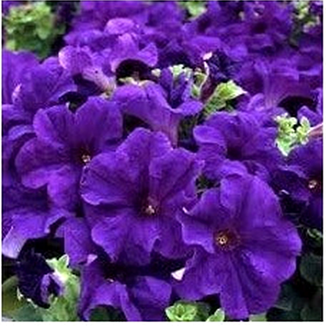 Blue Double Petunia Flower Seeds for Planting [neera-v5-fa42d7991c1eb3b2386b]