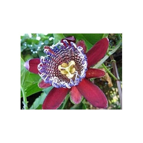 Organic Heirloom Red Winged-Stem Passion Flower Seeds [neera-v5-fa4390fd69af25f4a425]