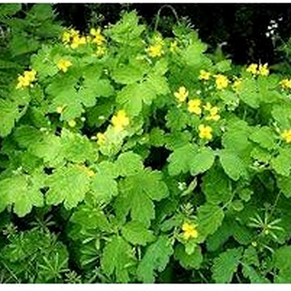 Greater Celandine Seeds (Chelidonium majus) for Planting [neera-v5-fa46c9d66fee8a20c6b4]