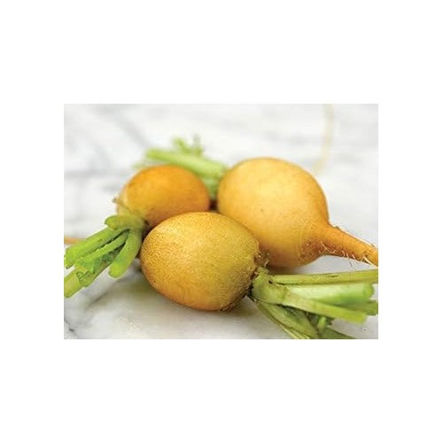 Radish Zlata Seeds for Planting [neera-v5-fa6037a9fec8001a55c1]