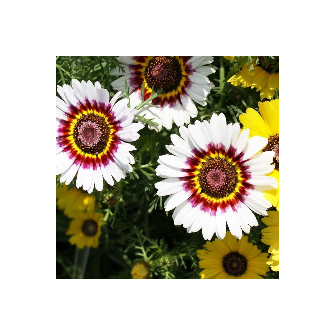 White Chrysanthemum Carinatum Flower For Planting Non Gmo Flower Seeds for Home Garden Planting, [neera-v5-fa63b6821f5fc70710d8]