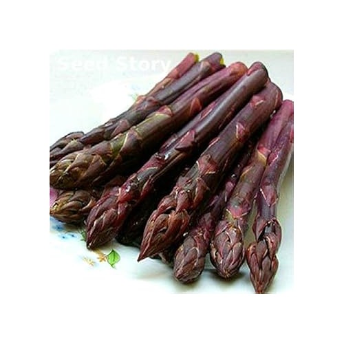 Purple Asparagus Vegetable Seeds for Planting [neera-v5-fa734310c3e1baa45f40]