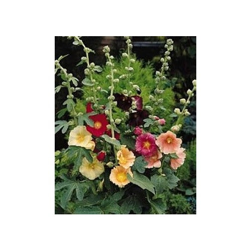 Heirloom Non-GMO Mixed Alcea Flower Seeds for Garden Planting [neera-v5-fa761541a988d7db3d1a]