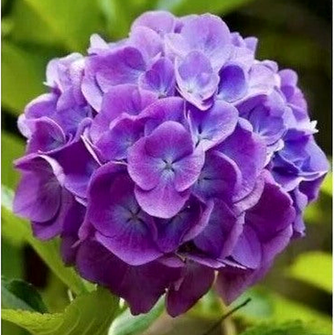 Purple Pink Hydrangea Rare Flower Exotic Bush Plant Usa Seller B Heirloom Non Gmo Flower Seeds [neera-v5-fa76985b6e768c703781]