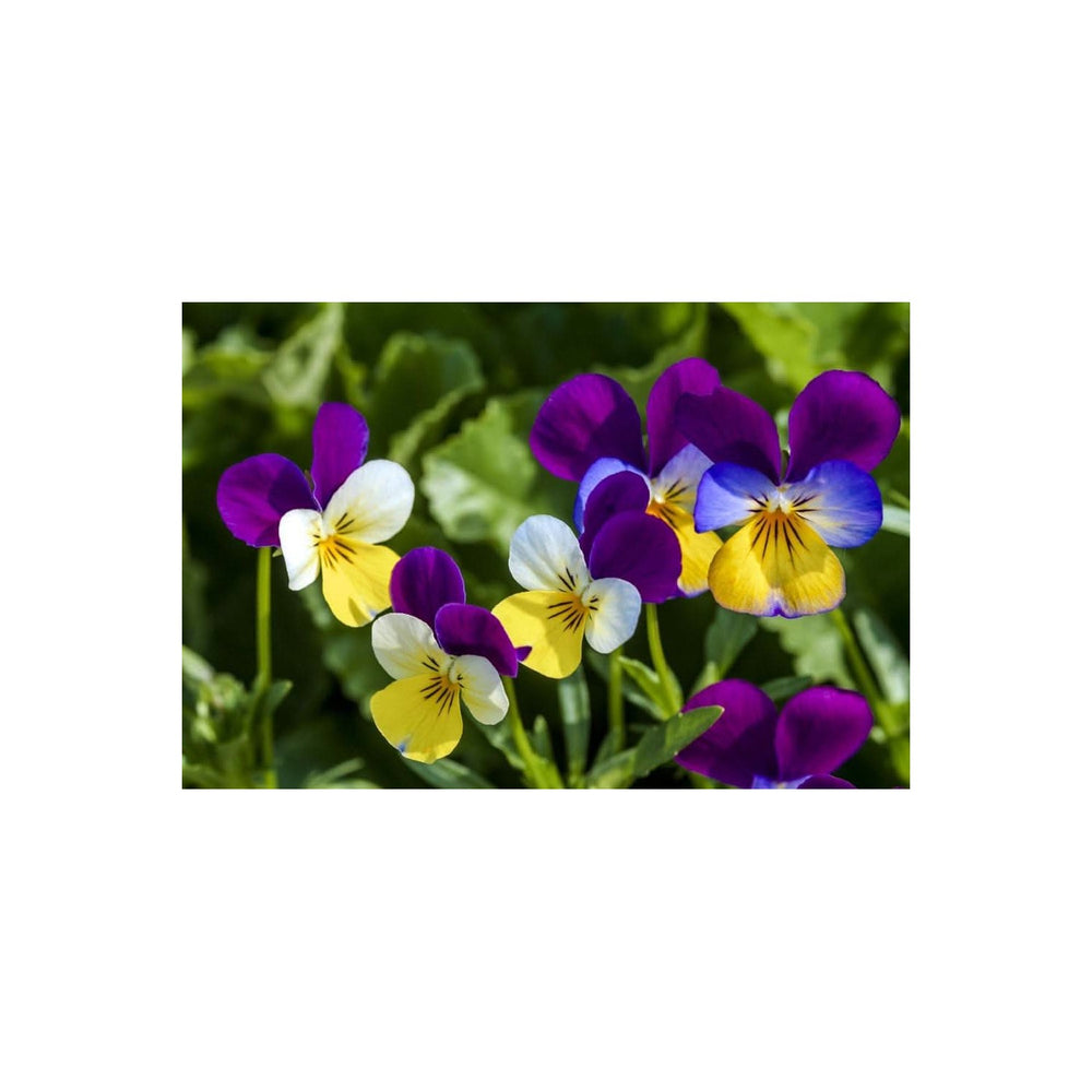 Pansy Mix Color Viola Tricolor Flower Flower Seeds for Home Garden Planting, Lush Organic Blooming [neera-v5-fa793ff9a3ca91857c24]
