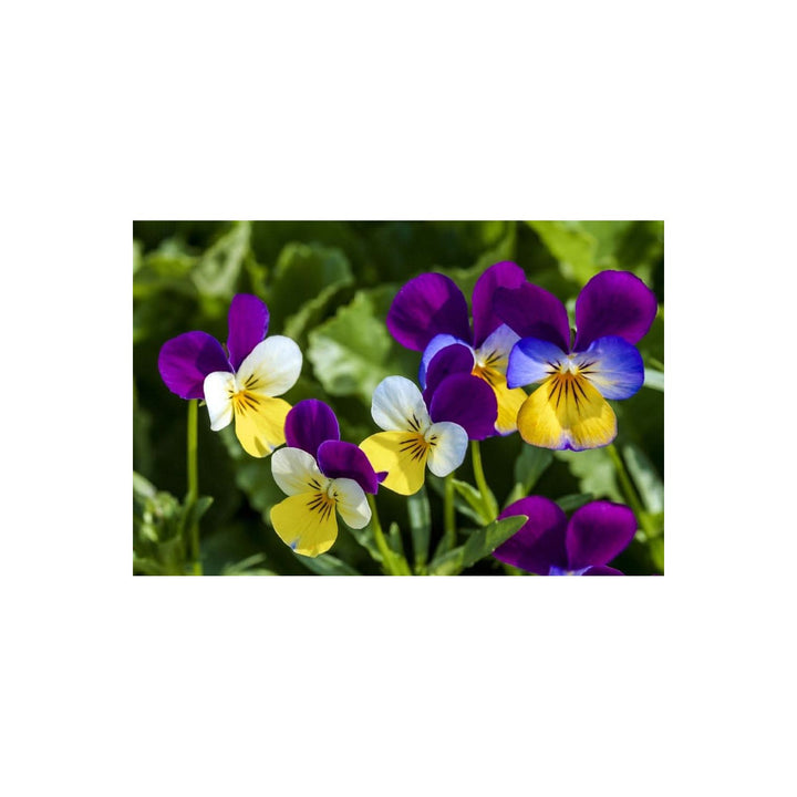 Pansy Mix Color Viola Tricolor Flower Flower Seeds for Home Garden Planting, Lush Organic Blooming [neera-v5-fa793ff9a3ca91857c24]