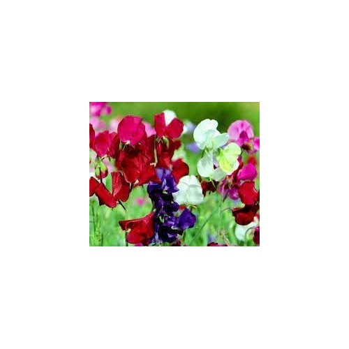 Heirloom Non-GMO Sweet Peas Flower Seeds [neera-v5-fa7d5d727ffabab99e09]