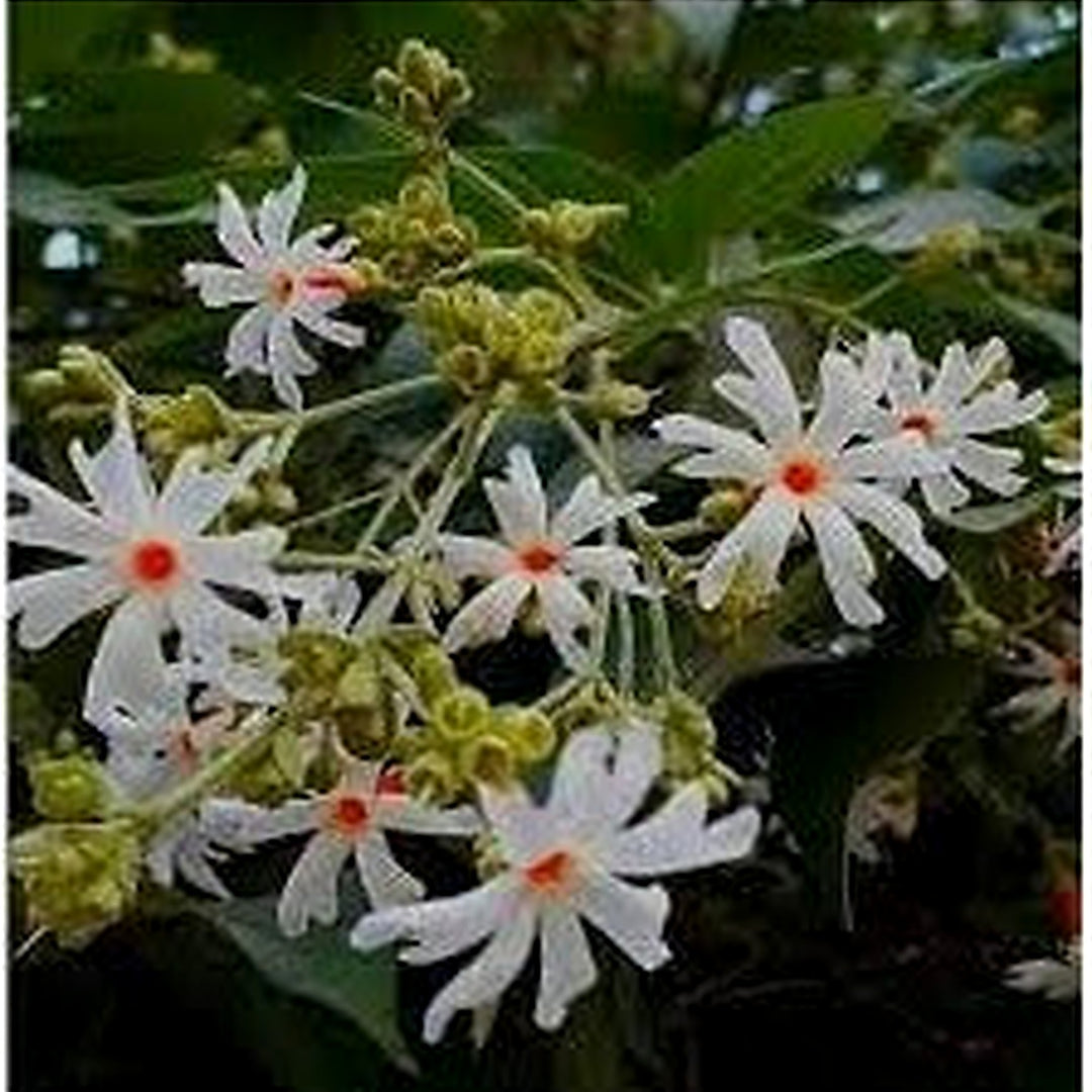 Heirloom Coral Flower For Garden Planting Non Gmo Vibrant Blooms For Landscaping Flower Seeds for [neera-v5-fa893ffea8dcdf1bba1a]