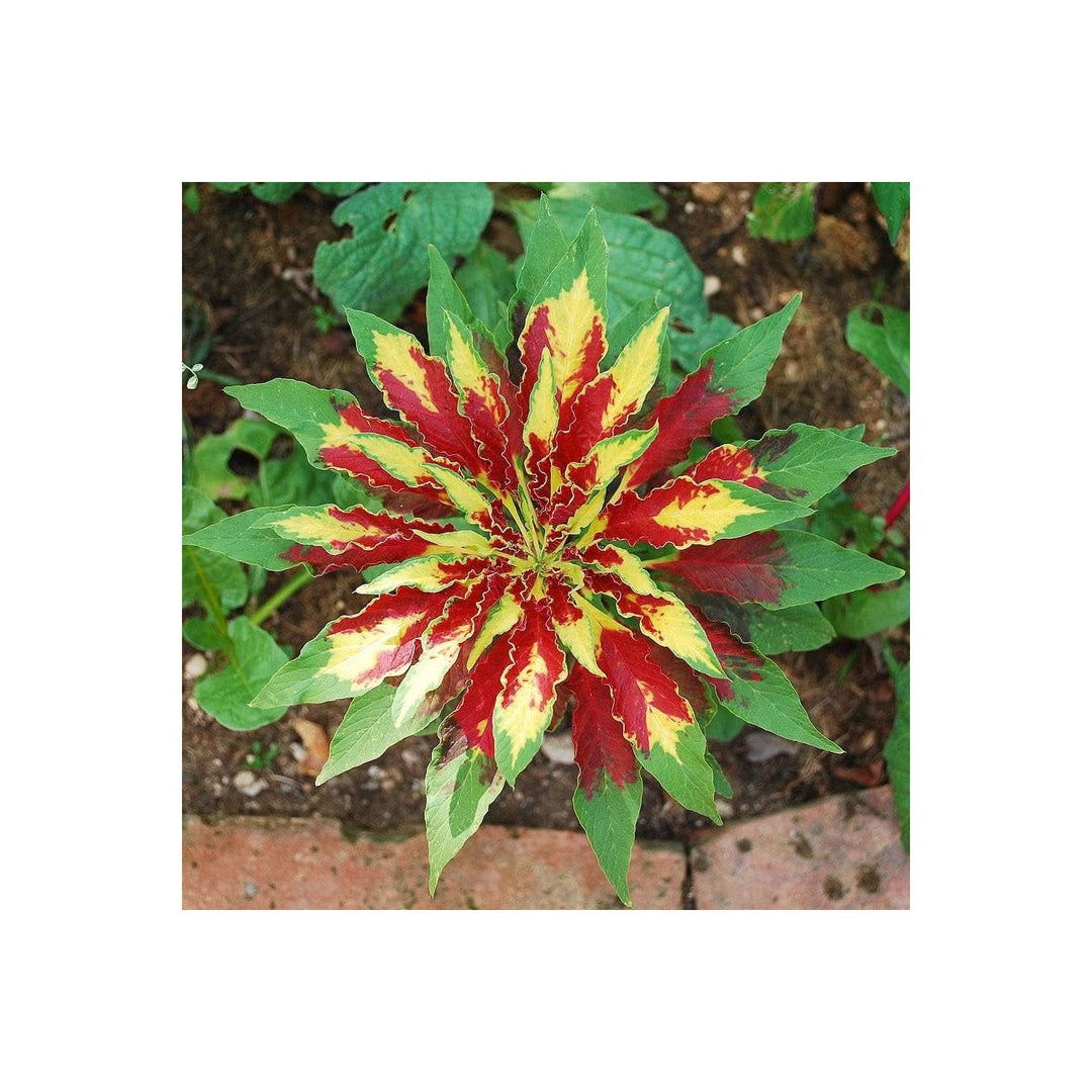 Amaranthus Amaranthus Tricolor Vegetable For Planting Tricolor Perfecta In Kitchen Garden Flower [neera-v5-fa9942defa2cac25140a]