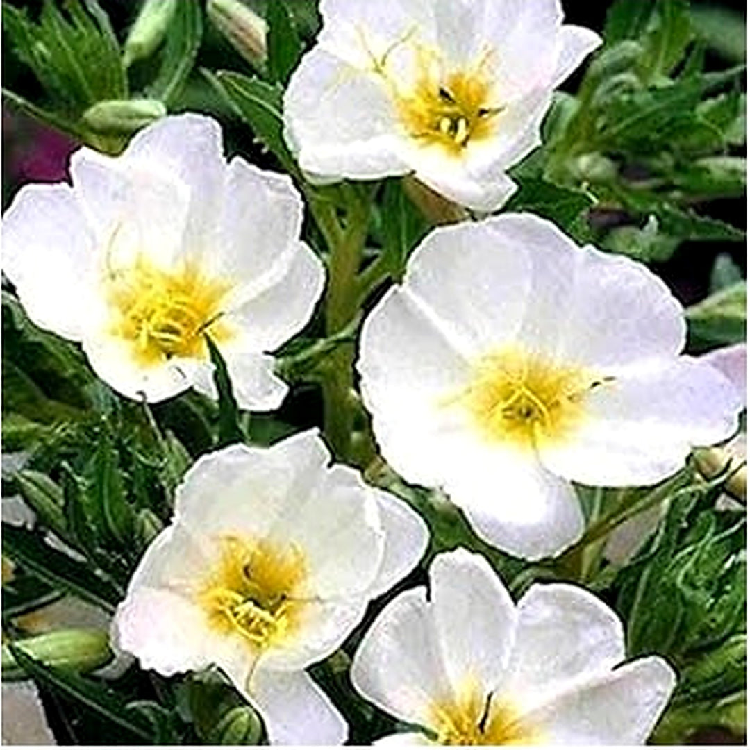 Organic White Oenothera Flower Seeds for Planting [neera-v5-faac3bcfe02bdcc54a70]