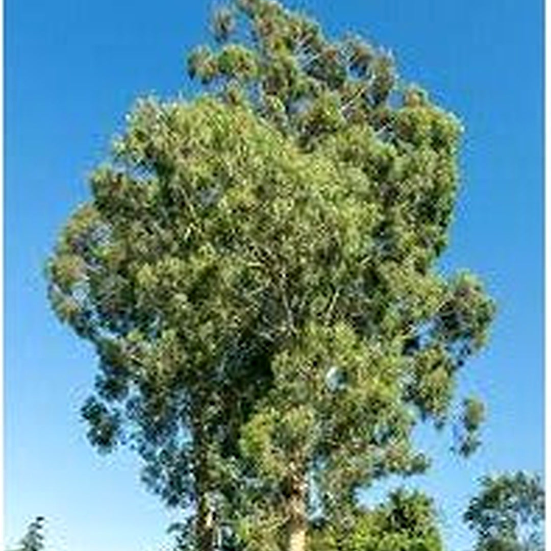 Green Eucalyptus Nitens Tree Seeds for Planting | Heirloom, Non-GMO, High Germination [neera-v5-fabb4b07595cd55a1001]