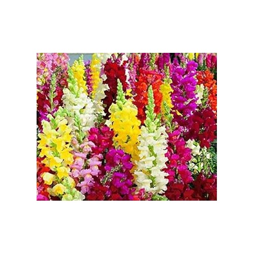 Mixed Snapdragon Flower Flower Seeds for Home Garden Planting, Ornamental Organic Blooming [neera-v5-fabc5d30b3015b58e520]
