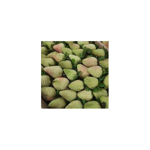 Light Green Strawberry Fruit Seeds for Planting [neera-v5-fabedfb4621ddf043f99]